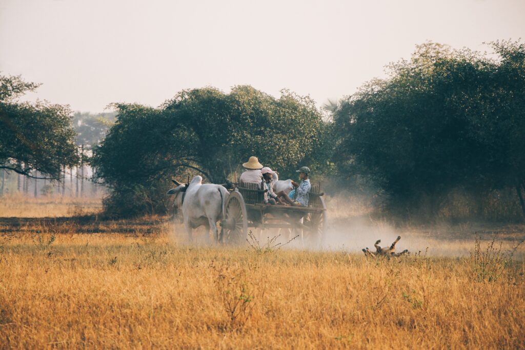 Farmers on a carriage drawn by a cow