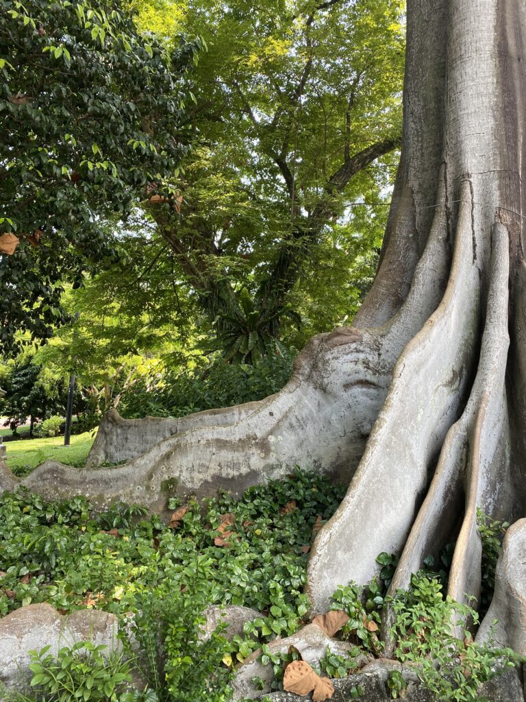A tree in Fort Canning Park
