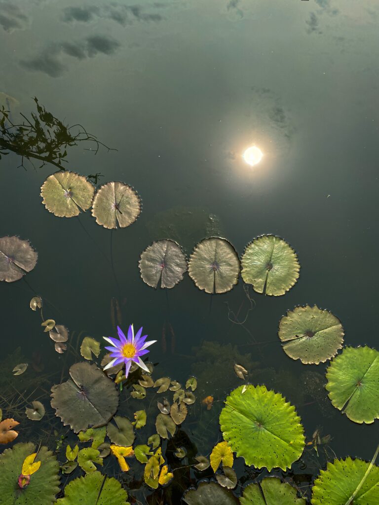 A Zen-inspired photo of a lotus and the sun taken in Neak Pean, Cambodia