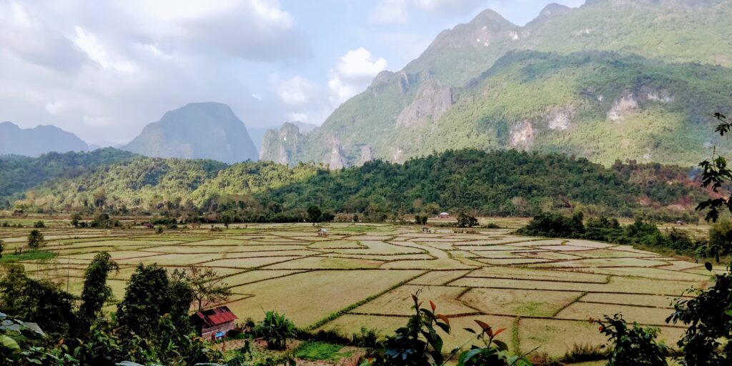 Paddy fields of Vang Vieng