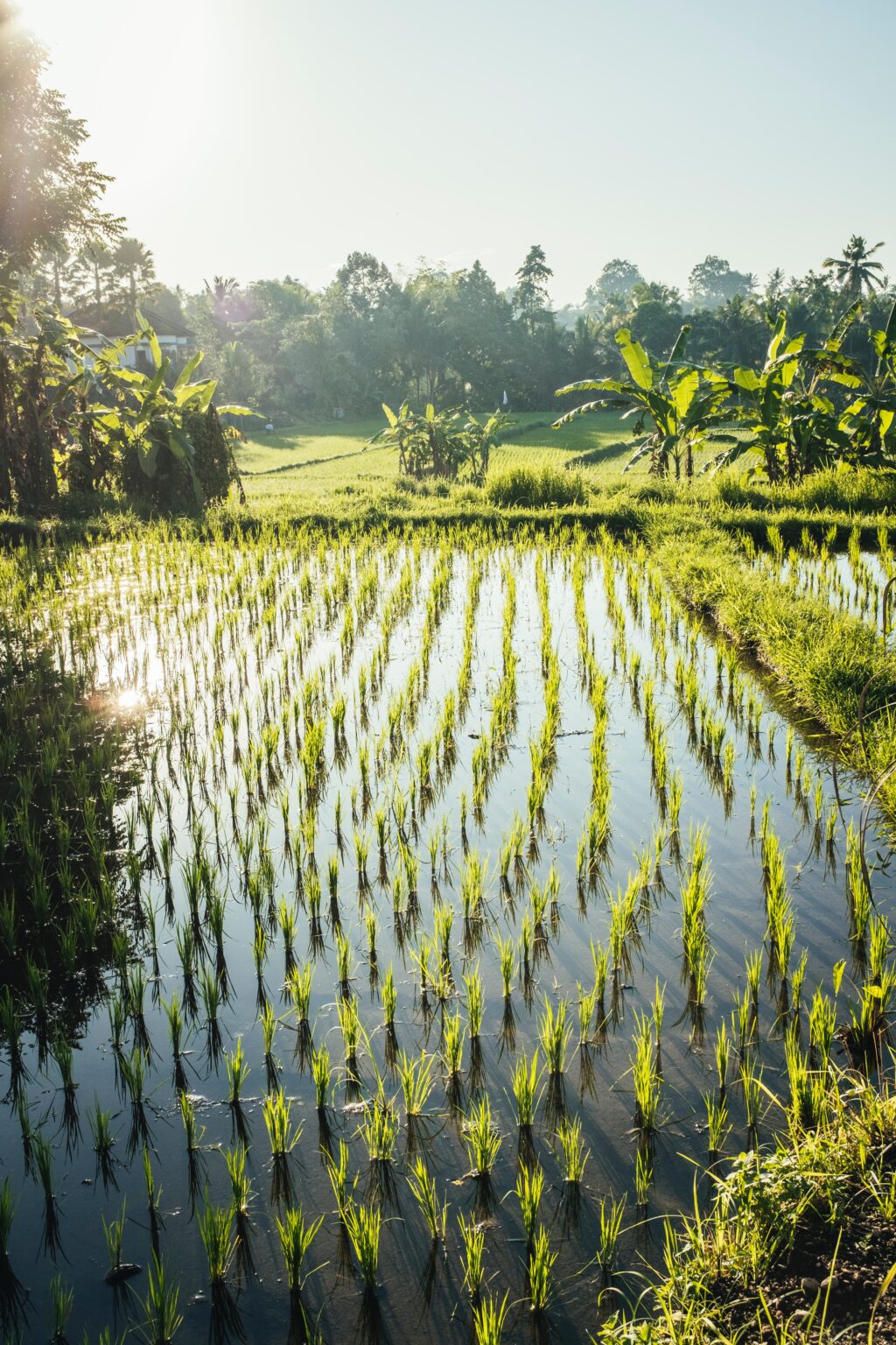 Ubud rice paddies