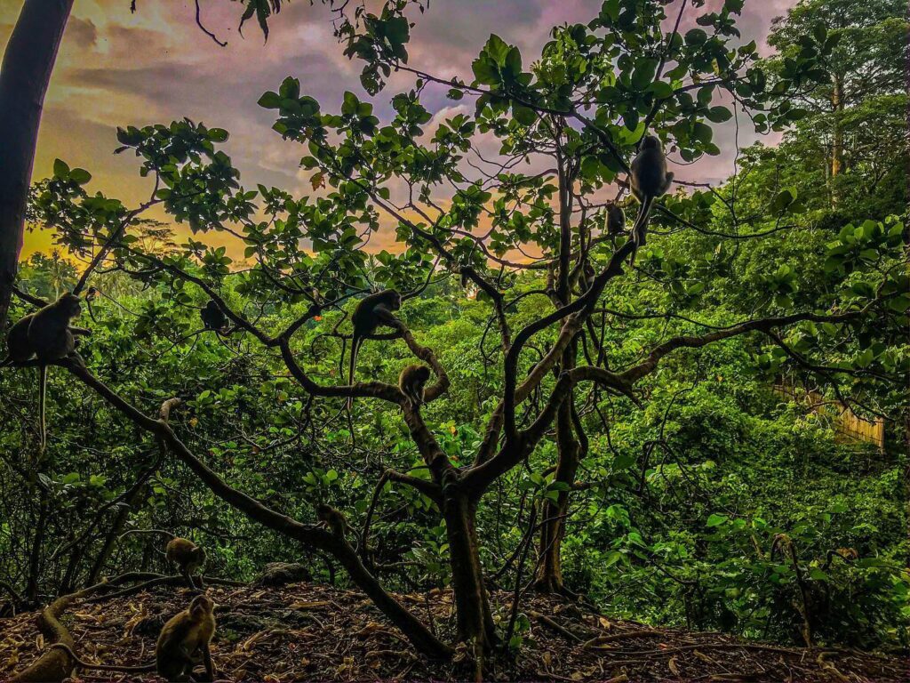 Ubud Sacred Monkey Forest Sanctuary