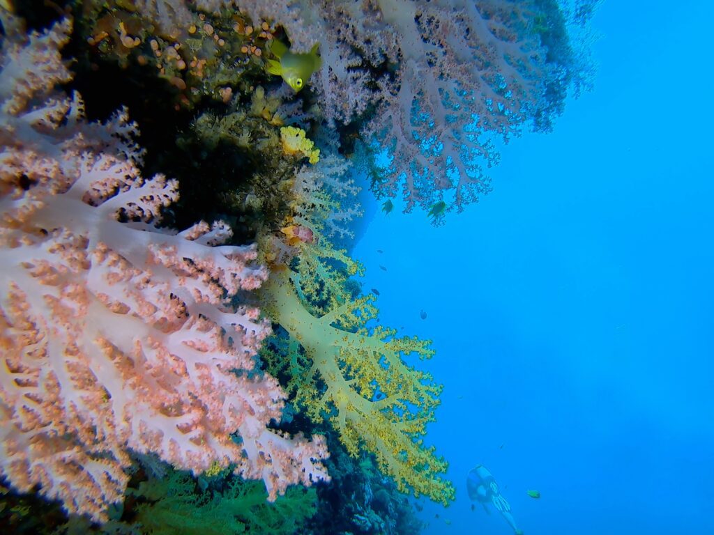 Balicasag Island Scuba Diving