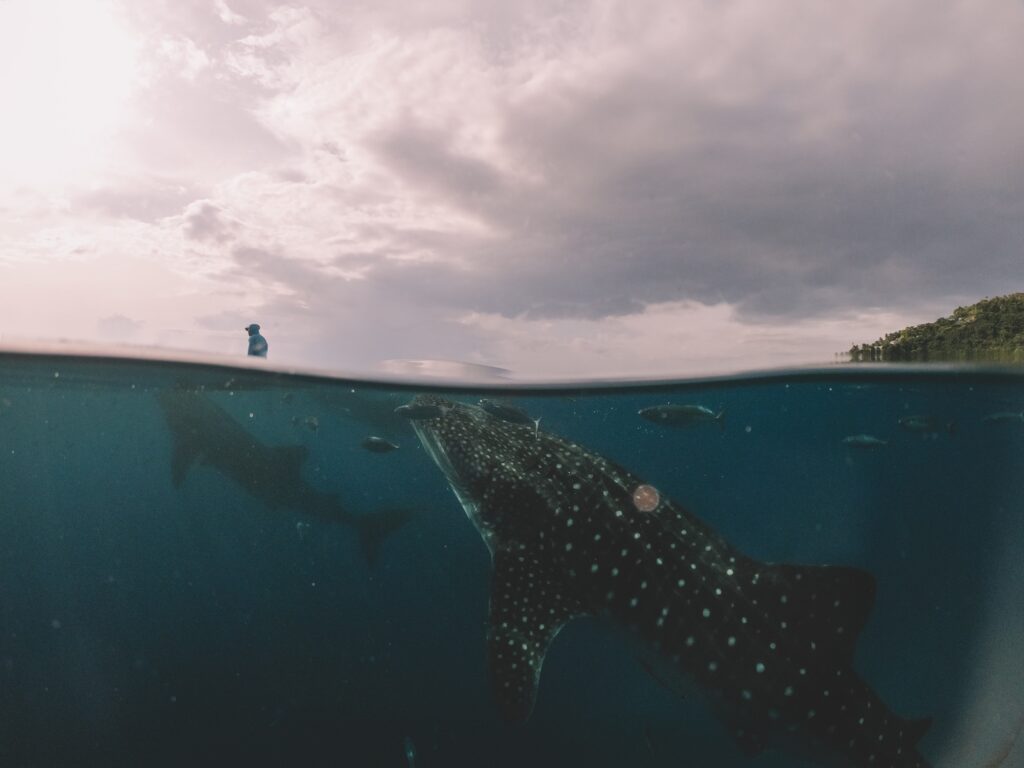 Whale sharks in Oslob