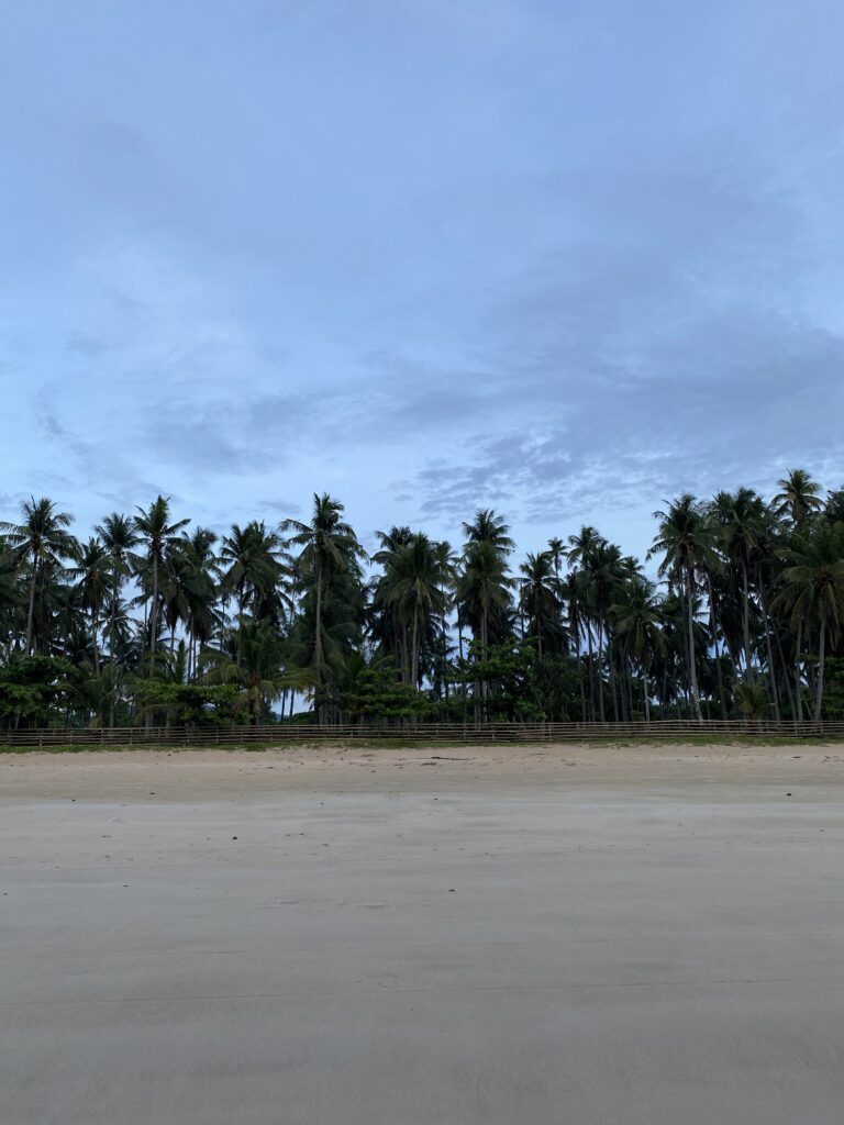 Nacpan palm trees