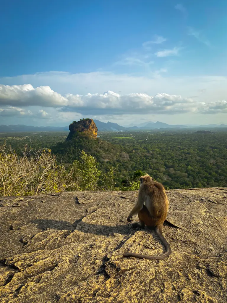 Monkey on Pidurangala Rock
