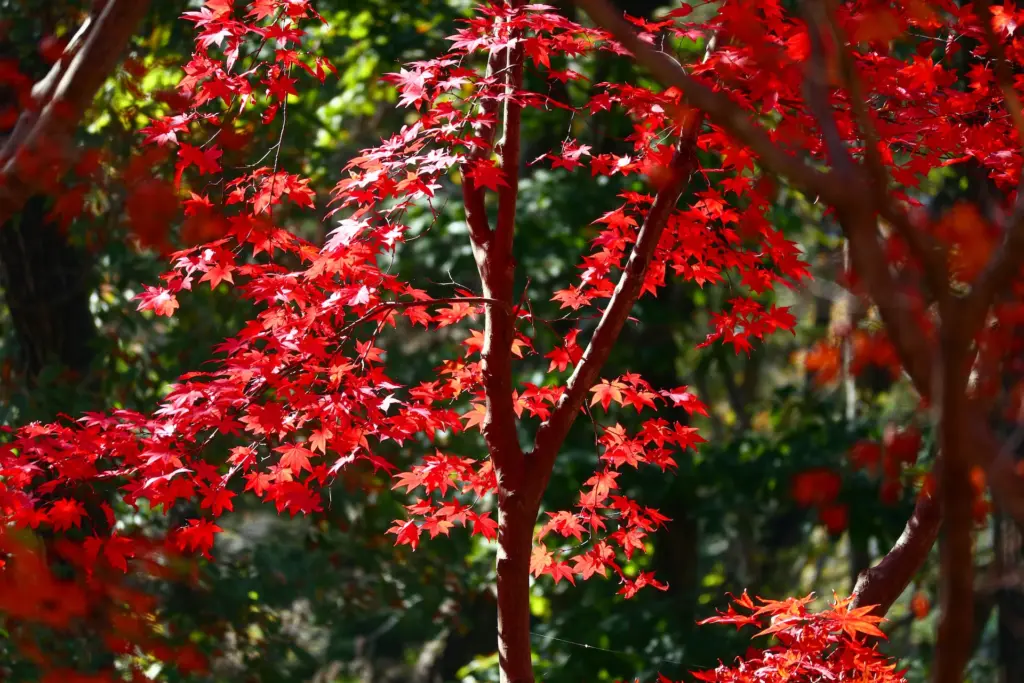 Ashikaga Flower Park Autumn