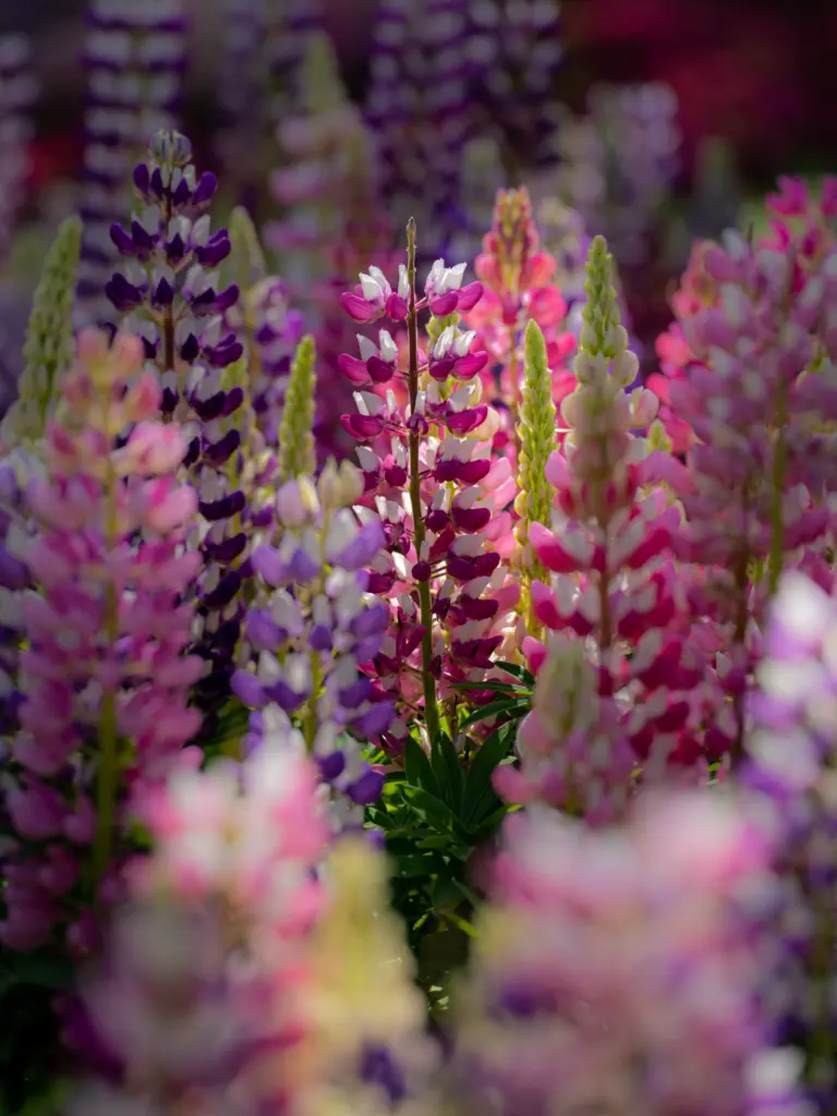 Ashikaga Flower Park Best Time to Visit