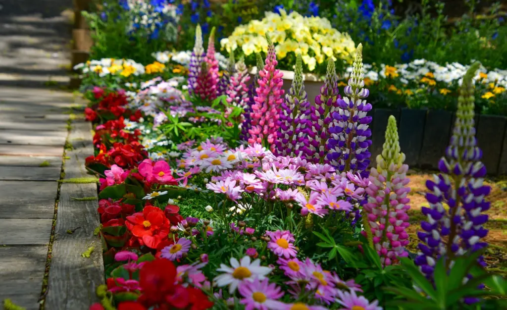 Ashikaga Flower Park Summer