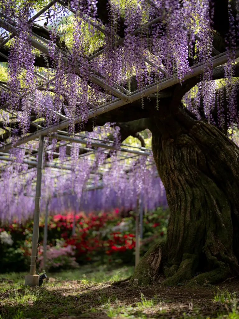 Ashikaga Flower Park Wisteria Tree