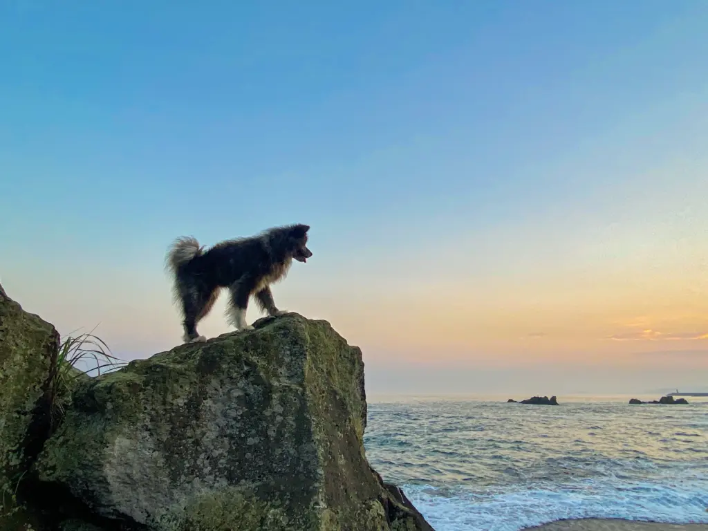 Noboribetsu beach dog