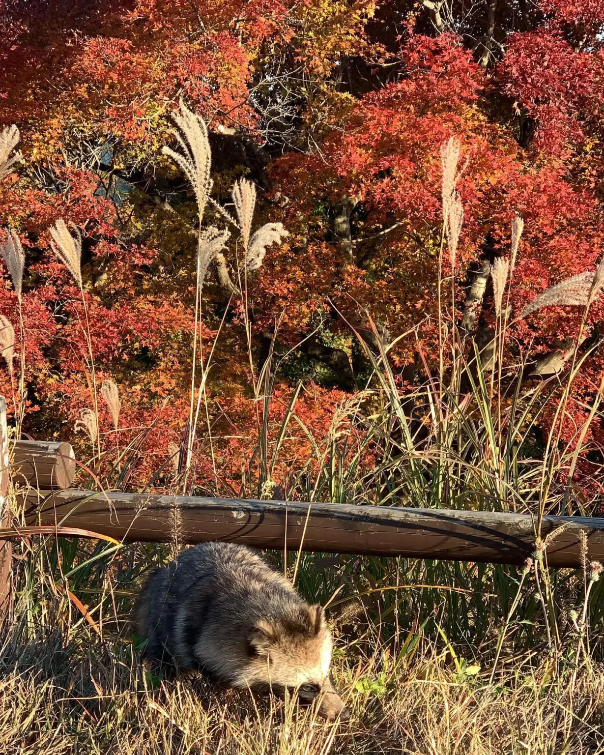Mt. Jimba Racoon