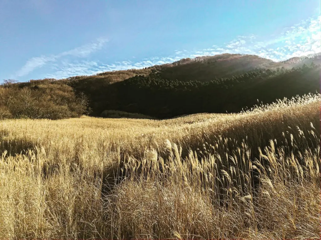 Hakone Susuki Fields