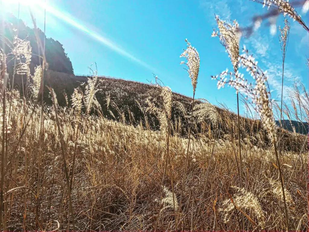 Hakone Pampas Grass Field