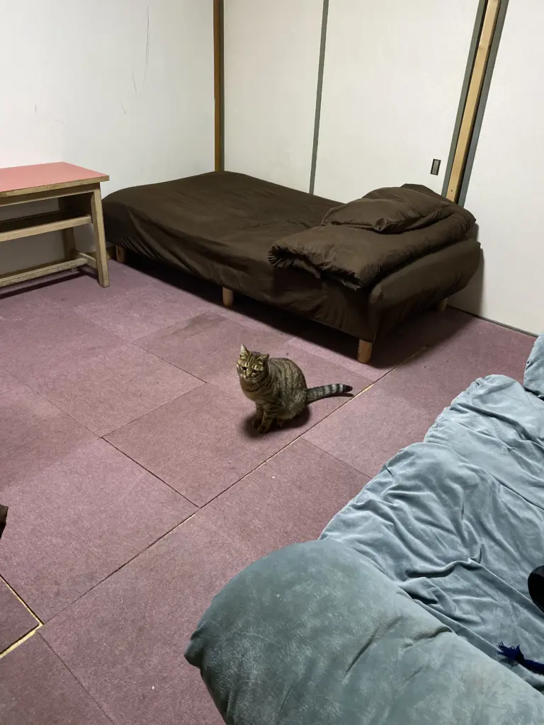 Our Cat in Kutchan