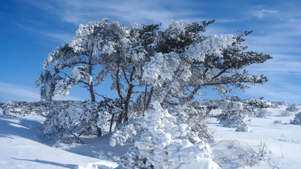 Hallasan Winter Hike