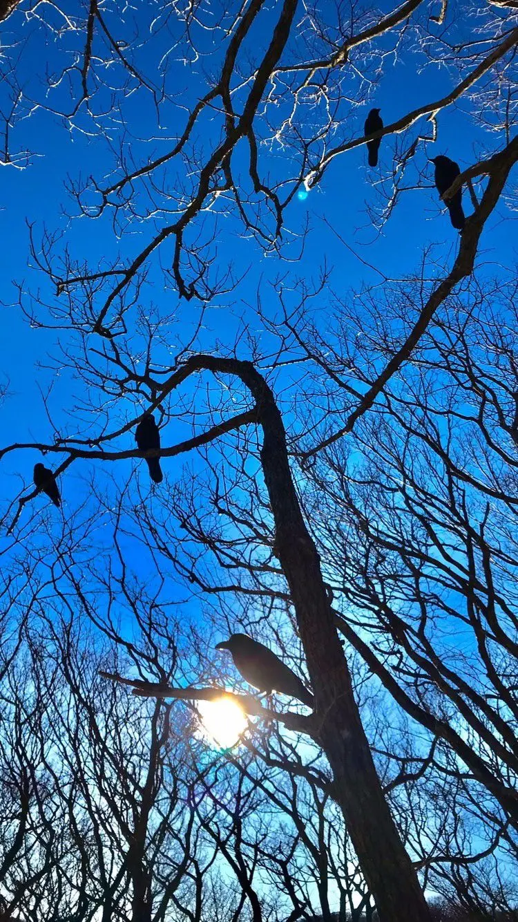 Crows of Jeju