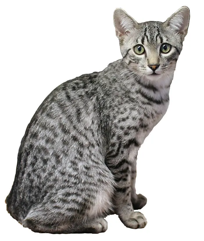 The Egyptian Mau