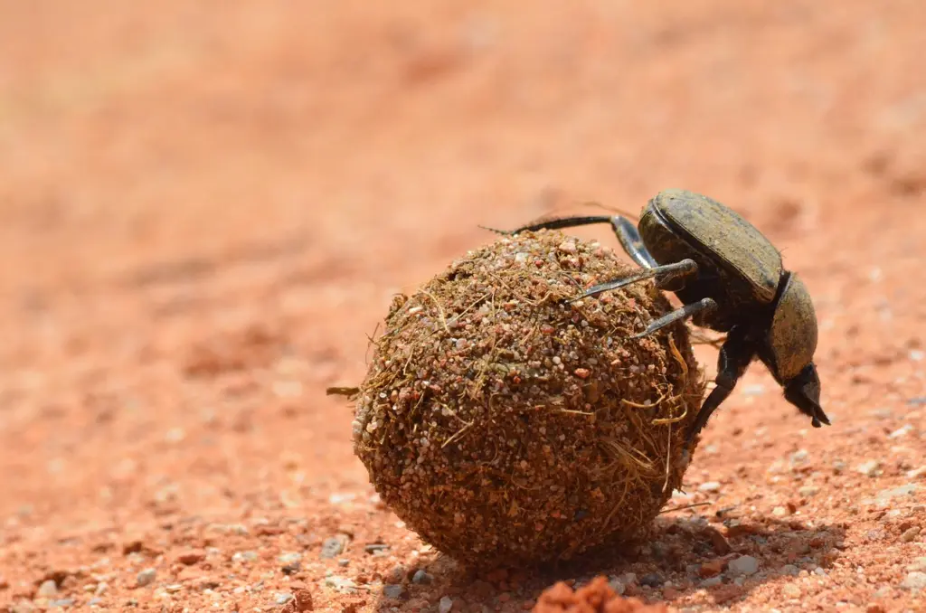 Scarab Beetle Meaning in Ancient Egypt