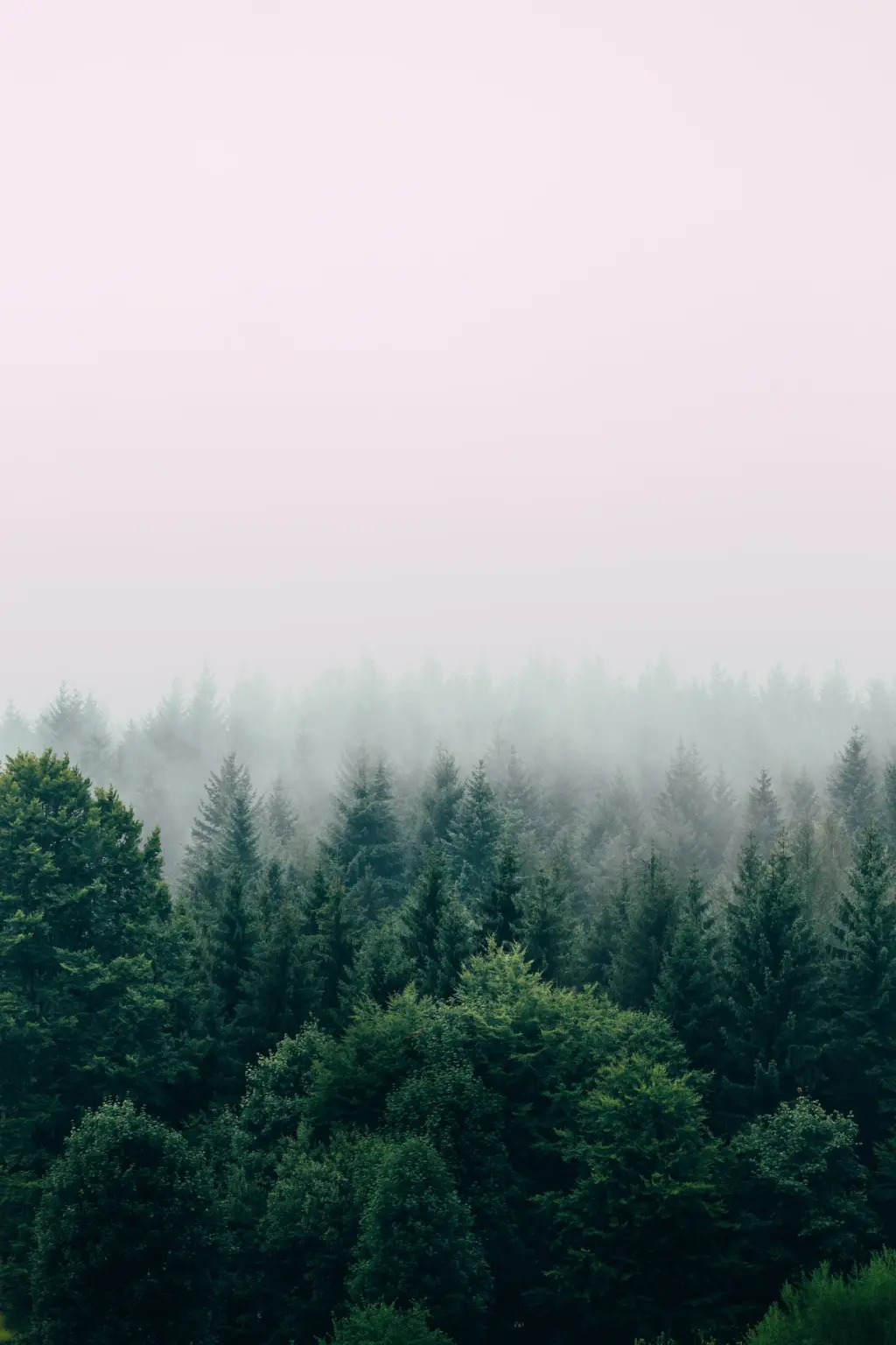 Benefits of Forest Bathing