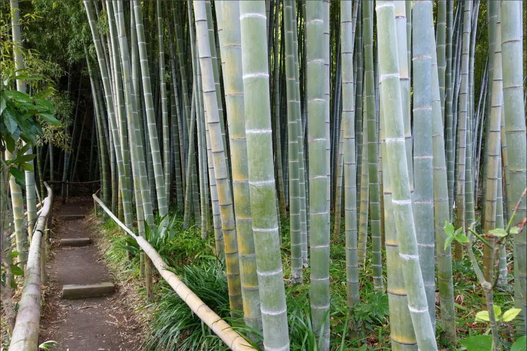 Eishoji Bamboo Groves