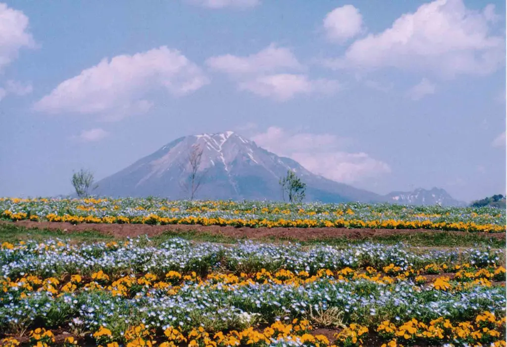 Mt. Daisen from Hanakairo Flower Park
