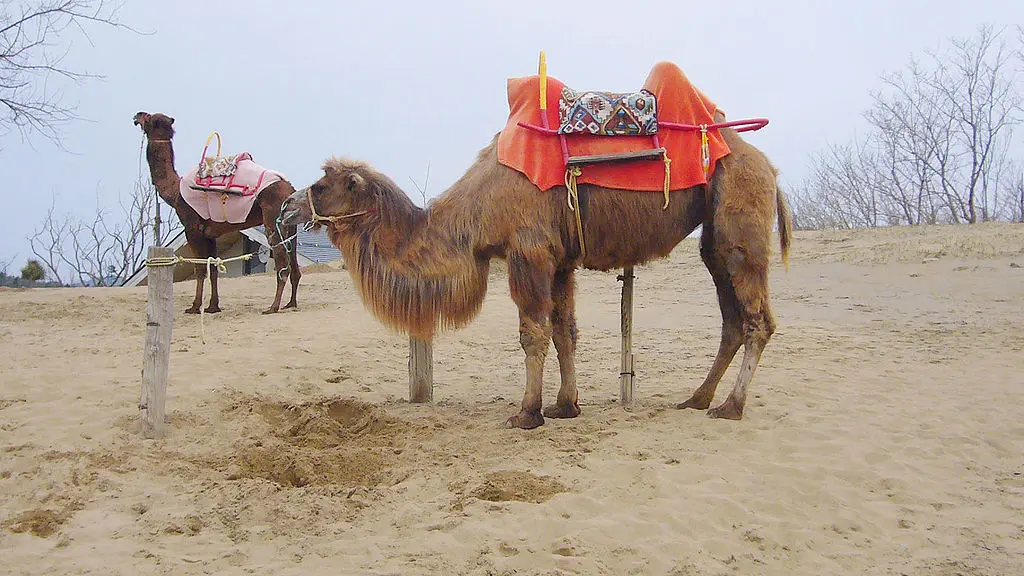 Tottori Sand Dunes Camel