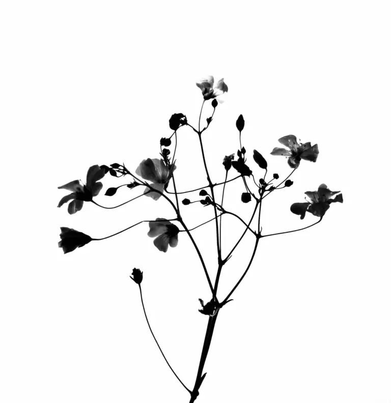 Wabi Sabi Zen Principles