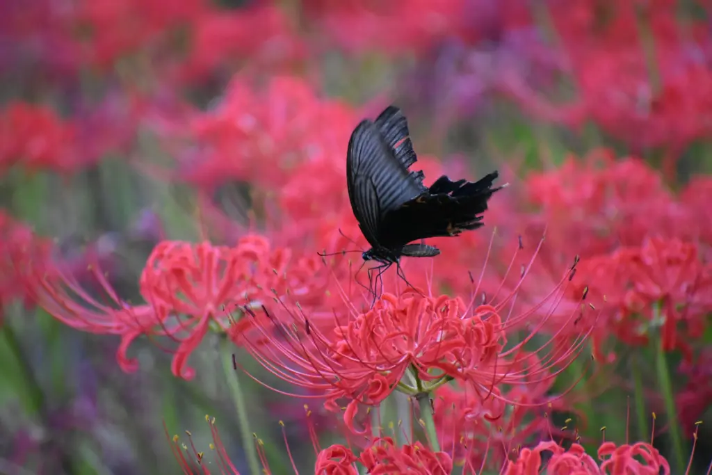 Hiroshima Botanical Gardens
