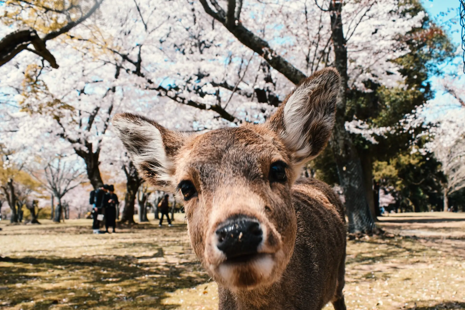 How to Get Around Nara
