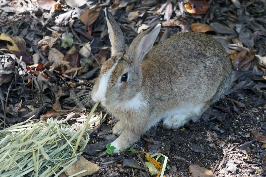 How to Get to Okunoshima