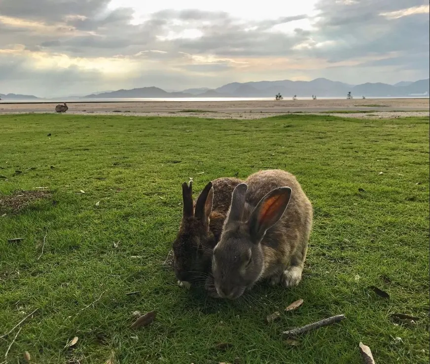 The Complete Travel Guide to Okunoshima (Rabbit Island)