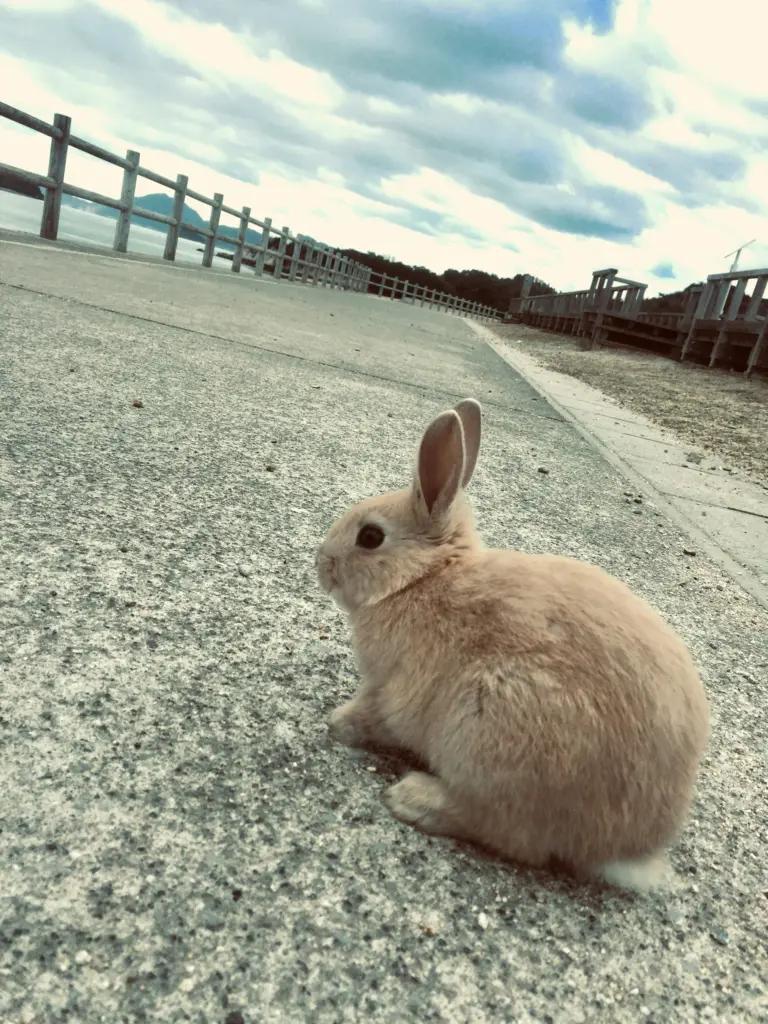 Rabbit Island History