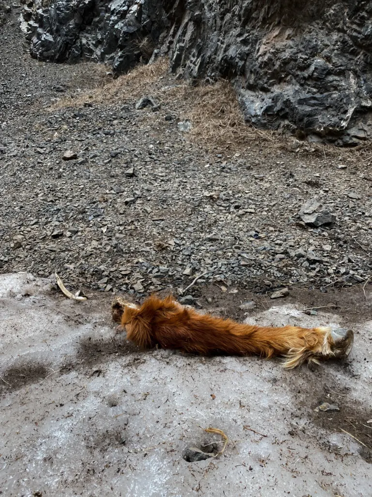 Leftover Horse Leg