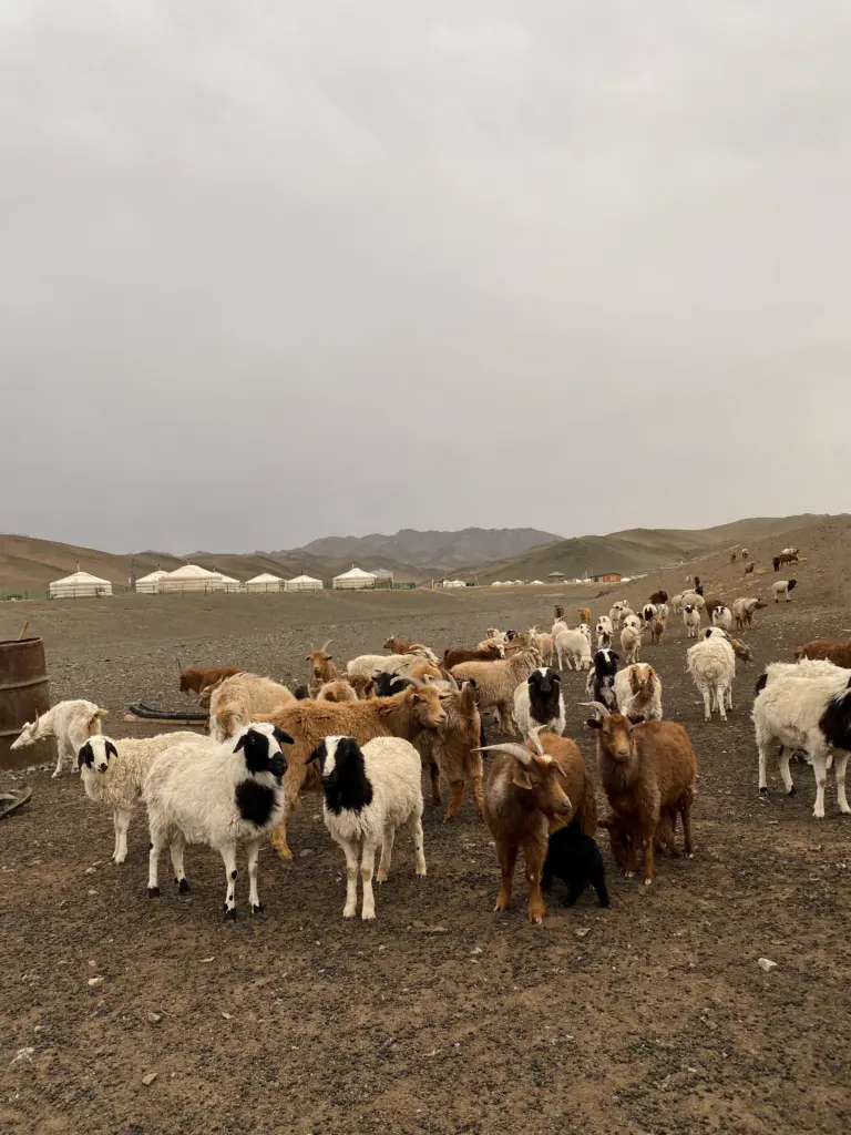 Mongolia Travel Itinerary, Gobi Desert