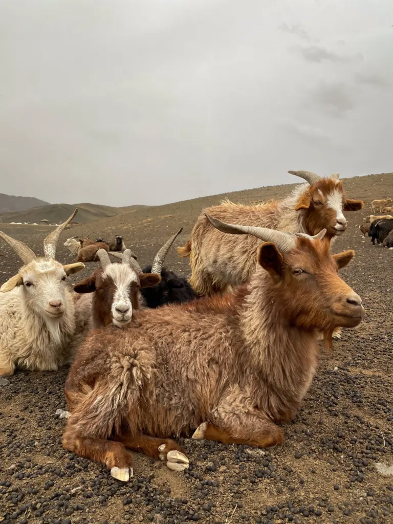 Goats in Mongolia