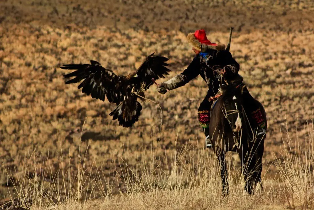 Mongolia Falconry