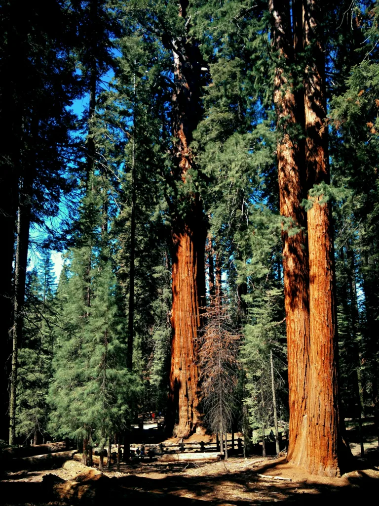 Giant Sequioa