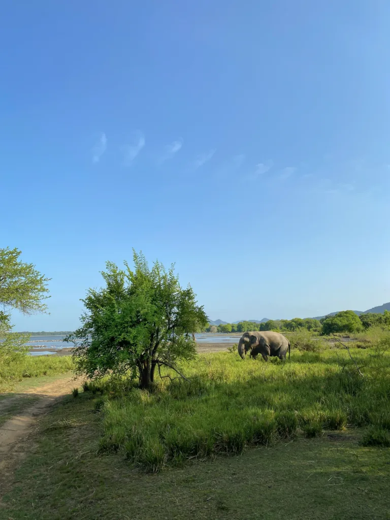 Minneriya Safari, What to Expect