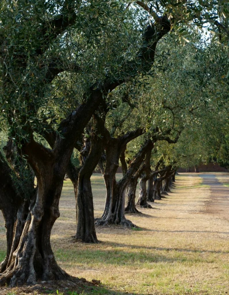 15 Sacred Trees Around the World - Olive Trees