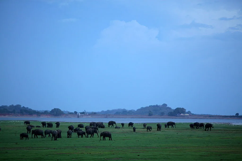 The Gathering at Minneriya