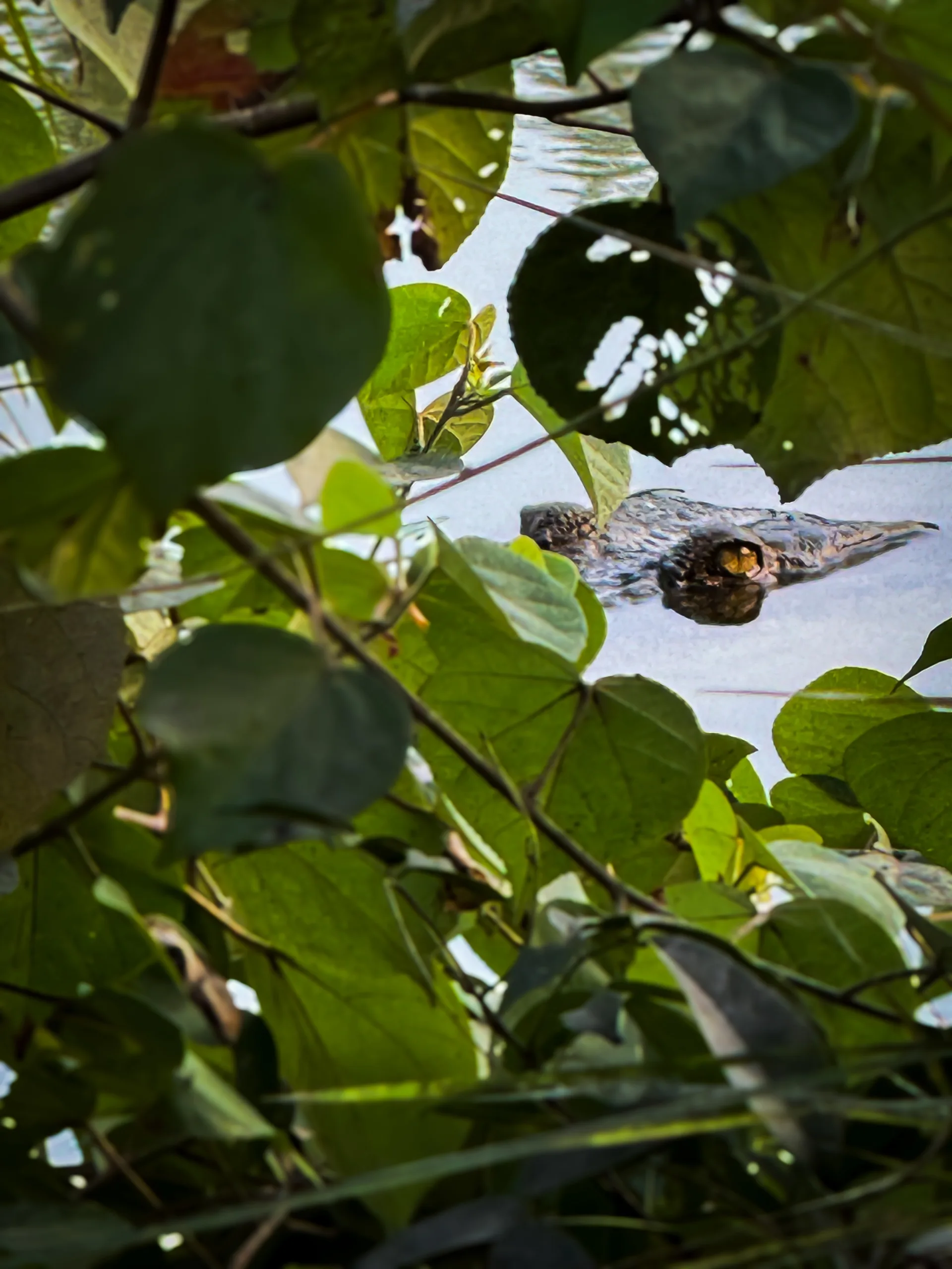 2 Days in the Sundarbans