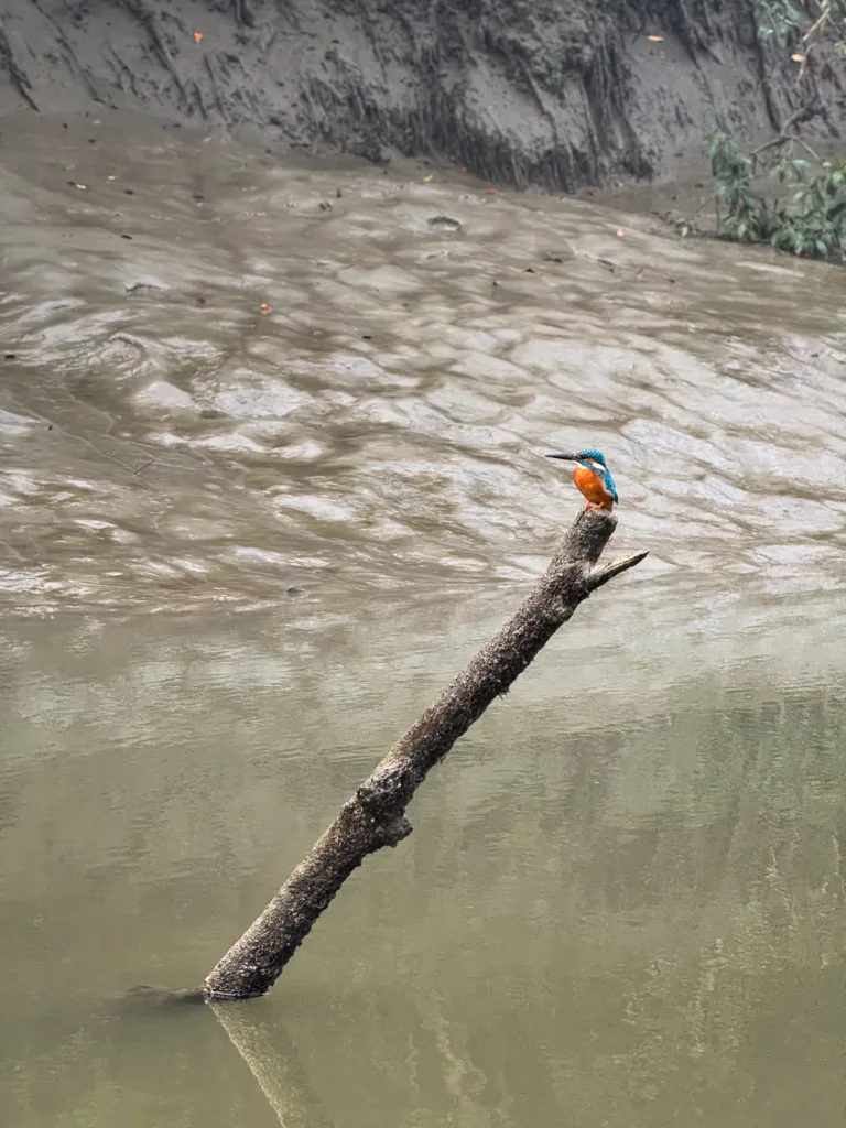 Blue Collared King Fisher in the Sundarbans