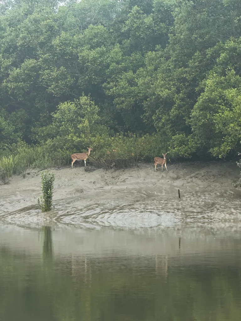 Spotted Deer in the Sundarbans