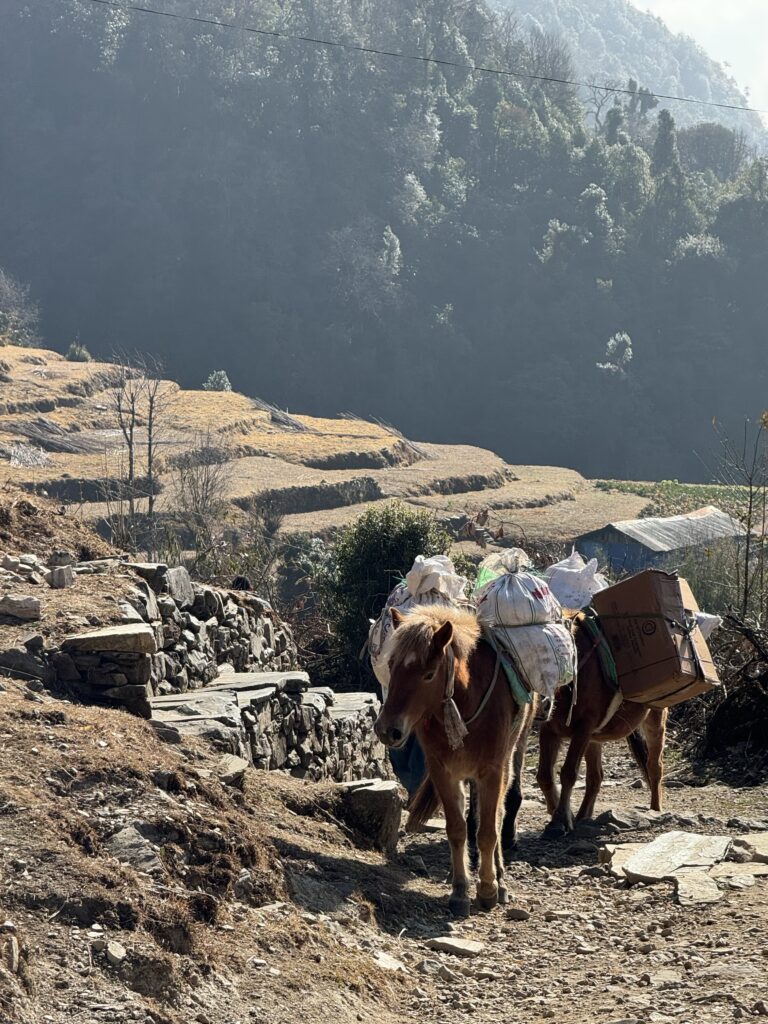 Ghorepani Poon Hill Difficulty