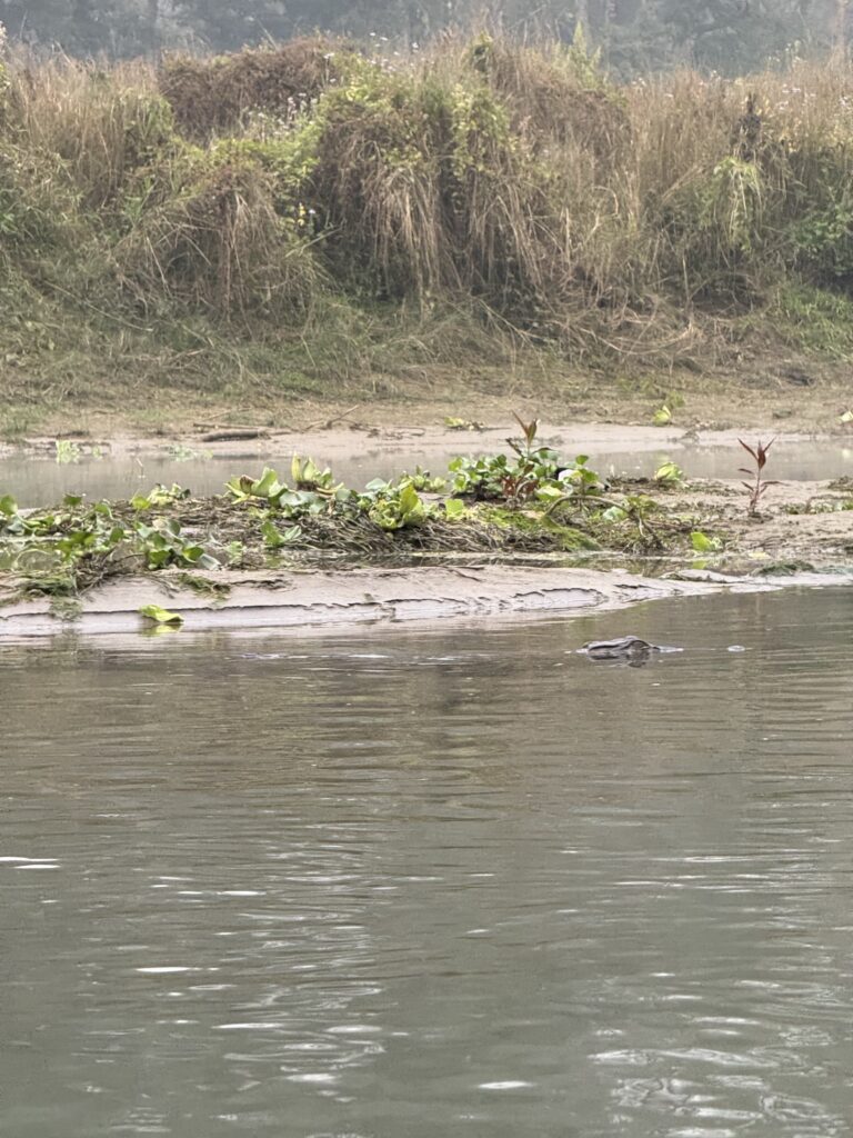 Gharial Crocodile
