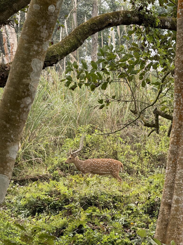 Walking Safari Chitwan