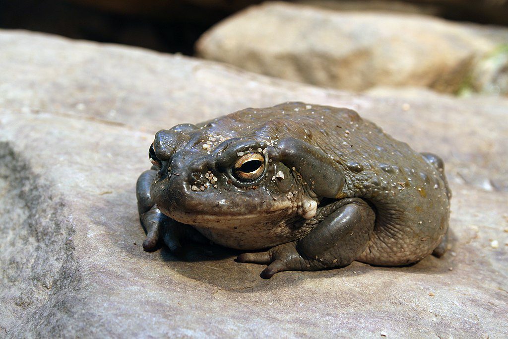 Bufo Alvarius Toad