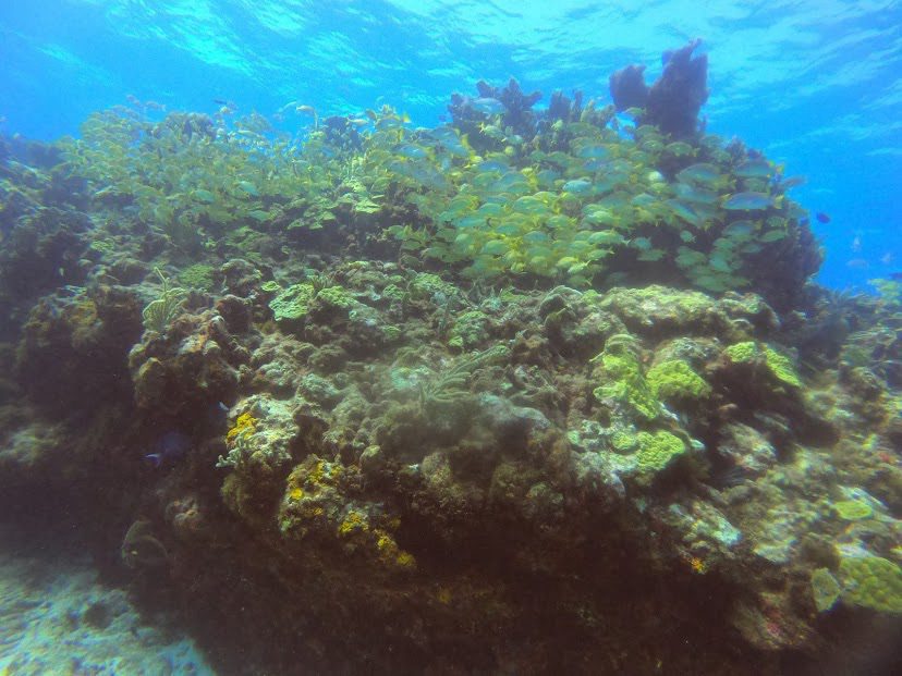 Cancun Scuba Diving