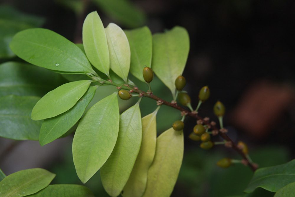 The Sacred Coca Leaf and It's Significance in Inca Culture